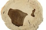4.3" Long, Polished Petrified Wood Limb - McDermitt, Oregon - #198983-2